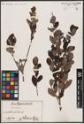 Foto von Salix aurita L.